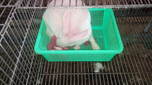 Việc chọn lựa thỏ giống để phục vụ cho mục đích sinh sản đóng vai trò quan trọng