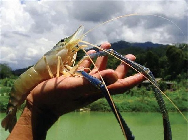 Môi trường nuôi tôm càng anh cần được giám sát và kiểm tra hàng ngày
