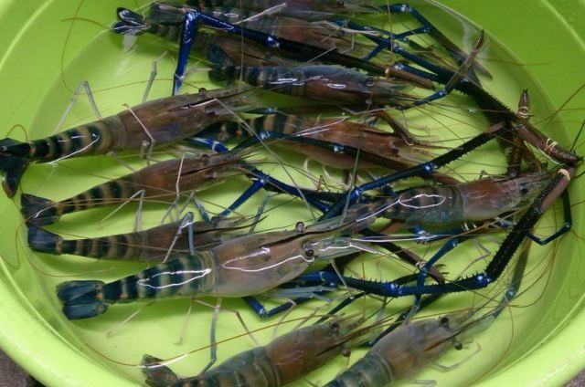 Tôm càng xanh dễ mắc phải bệnh đóng rêu