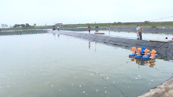 Thường xuyên theo dõi và quan sát tôm để phát hiện những biểu hiện bất thường từ đó đưa ra phương pháp xử lý kịp thời.