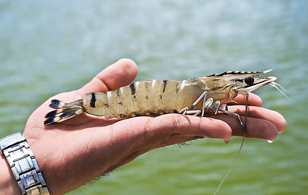 Kỹ Thuật Nuôi Tôm Sú Do Chuyên Gia Chia Sẻ