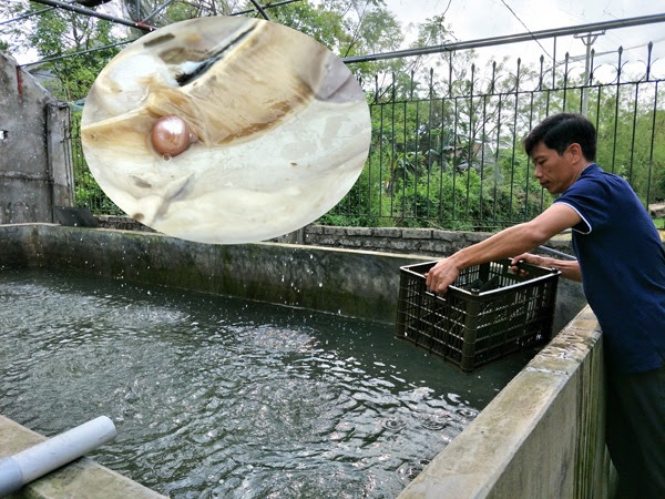 Nuôi vỗ trai là cách để giúp chúng phục hồi sức khỏe