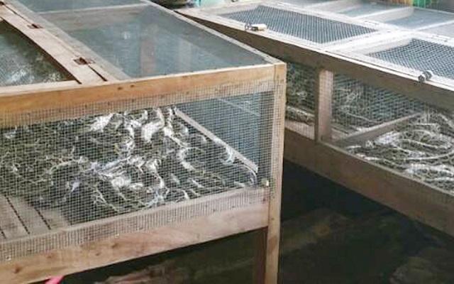 Chuồng nuôi trăn nên thiết kế cao ráo, cửa chuồng chắc chắn