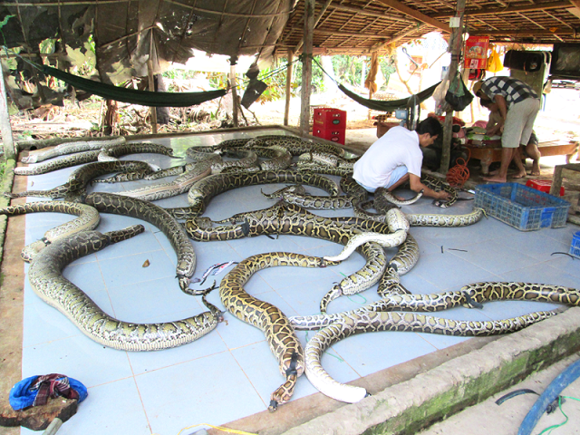 Thông thường con trăn sẽ lột xác vào mùa hè