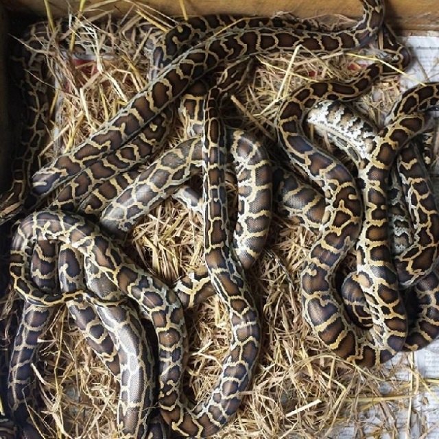 Nuôi trăn là mô hình chăn nuôi mang lại hiệu quả kinh tế cao