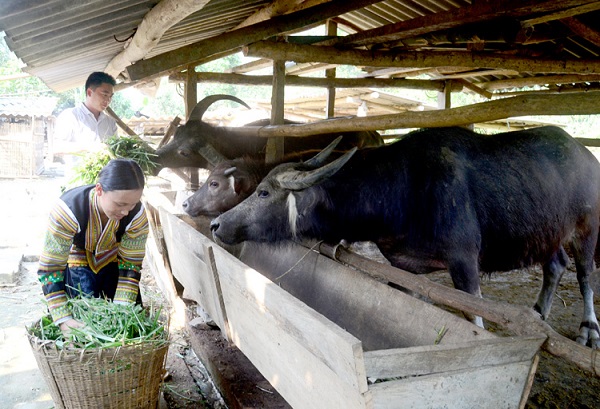 Kỹ Thuật Nuôi Trâu Lấy Thịt Đạt Hiệu Quả Năng Suất Cao