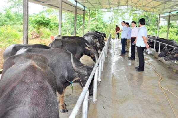 Trâu đực giống cần phải được nuôi ở khu vực chuồng riêng