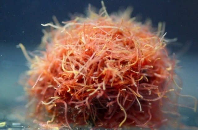 Kỹ thuật Nuôi Trùn Chỉ Đơn Giản Ai Cũng Có Thể Thực Hiện Được