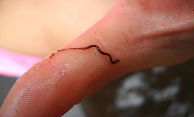 Trùn chỉ ưa sống trong môi trường nước sông