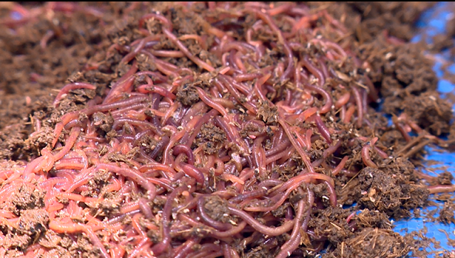 Chuyên Gia Chia Sẻ Kỹ Thuật Nuôi Trùn Quế Mang Lại Hiệu Quả Cao