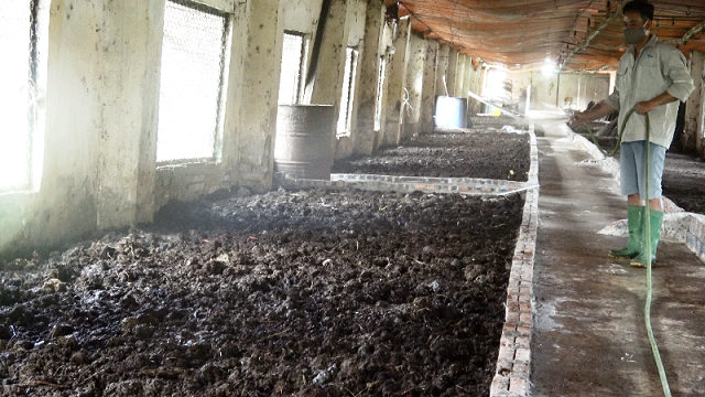 Phân động vật là thức ăn chủ yếu của trùn quế