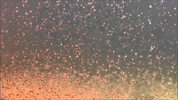 Người nuôi trứng nước cần lưu ý kiểm tra bể nuôi thường xuyên để xử lý các mối gây hại