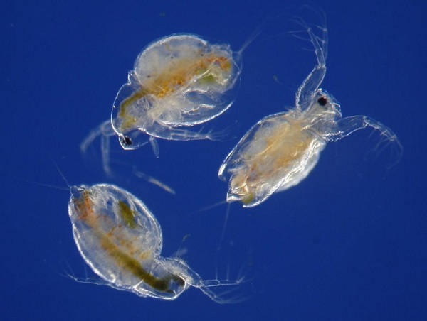 Trứng nước có thể ăn đa dạng các loại thức ăn khác nhau