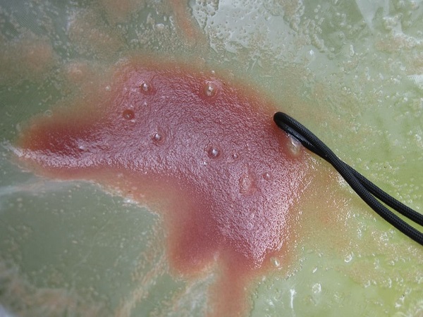 Nhiệt độ để trứng nước sống khỏe mạnh, phát triển tốt là 24 - 31 độ