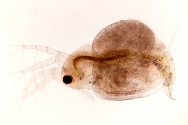 Gửi Đến Bà Con Kỹ Thuật Nuôi Trứng Nước Đạt Chuẩn