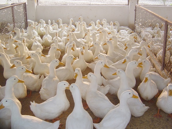 Chia Sẻ Cụ Thể Kỹ Thuật Nuôi Vịt Bầu Cánh Trắng Năng Suất Cao