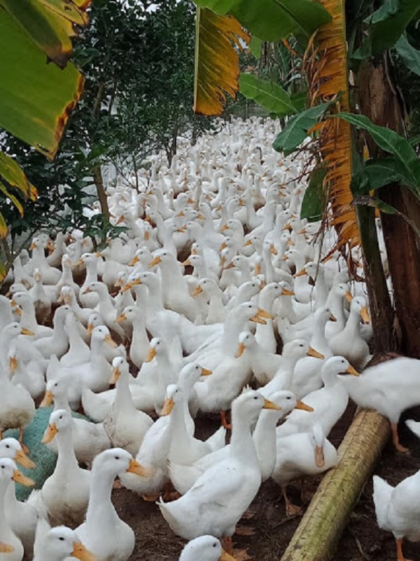 Bà con nông dân cần thường xuyên kiểm tra tình hình sức khỏe của bầy vịt để có hướng xử lý kịp thời với bệnh hại