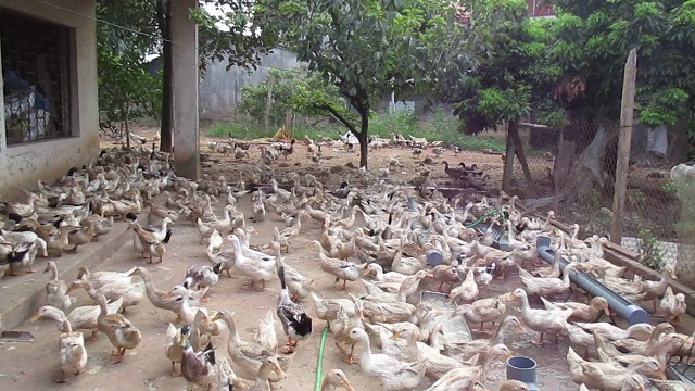 Thức ăn cho vị tiêu trứng nên là gạo lức, tấm ngâm…