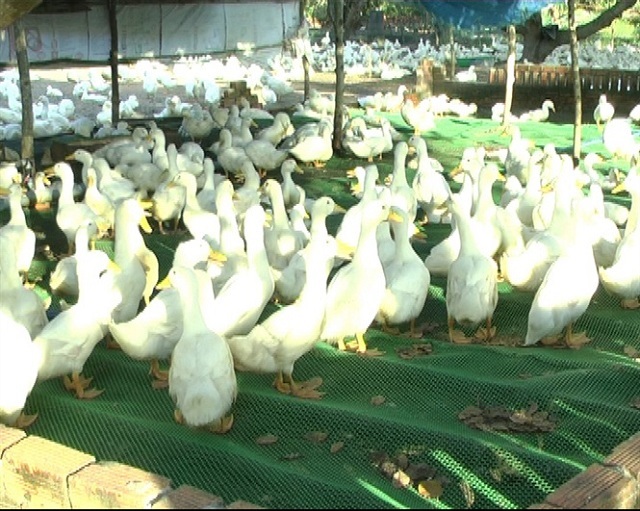 Lợi Nhuận Cao Khi Áp Dụng Kỹ Thuật Nuôi Vịt Siêu Thịt Chuẩn
