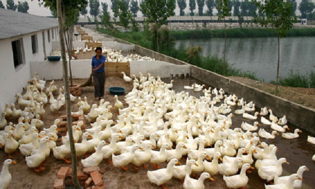 Thu Lợi Nhuận Lớn Khi Áp Dụng Đúng Kỹ thuật Nuôi Vịt Trên Cạn