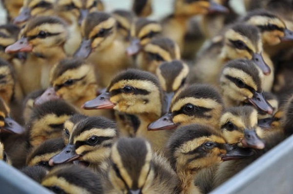 Vịt trời đang là giống gia cầm được nhiều bà con lựa chọn để chăn nuôi thương phẩm