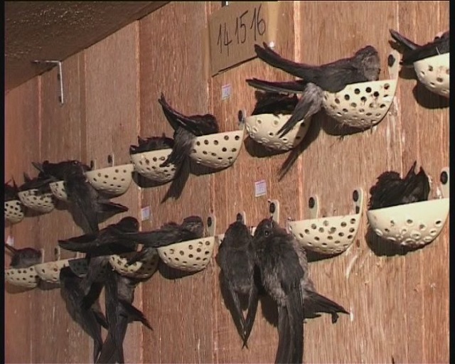 Cấu trúc của nhà nuôi yến thông thường sẽ phụ thuộc vào vùng khí hậu và địa hình đất