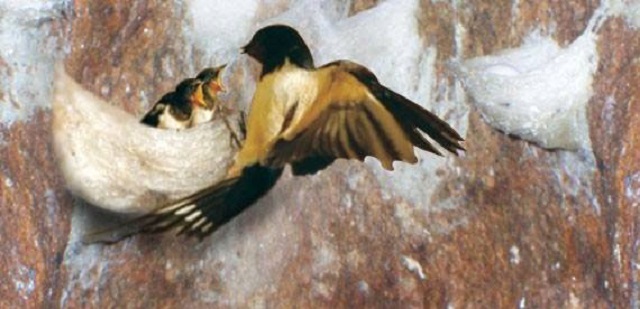 Kỹ Thuật Nuôi Yến Lấy Tổ Từ A - Z Mà Bạn Cần Biết