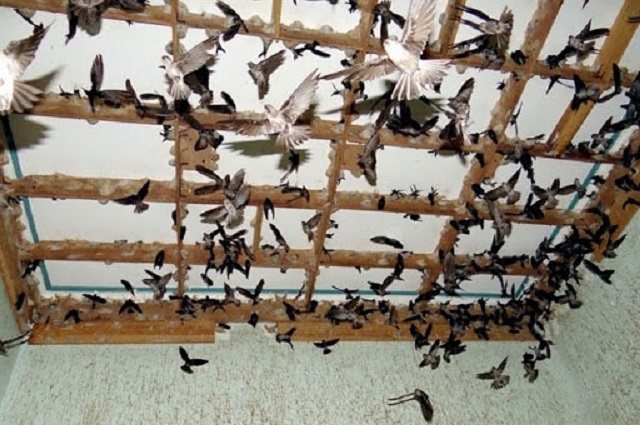 Xây dựng nhà yến là khâu quan trọng nhất