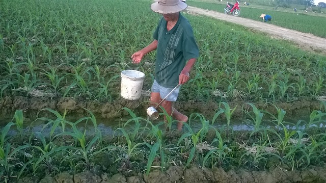 Kỹ thuật trồng bắp nếp cho năng suất cao