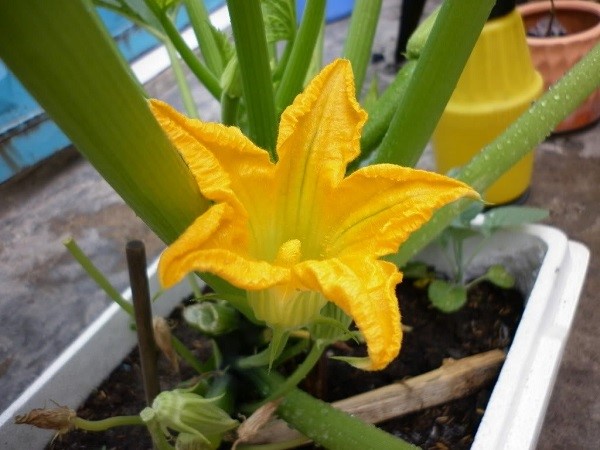 Hướng dẫn kỹ thuật trồng bí ngồi cho năng suất cao