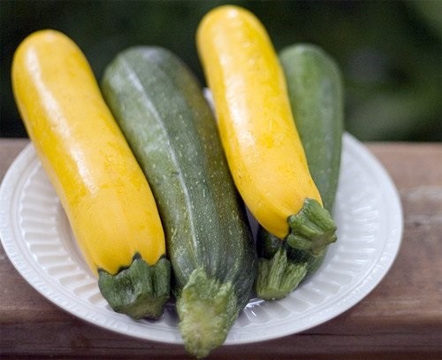 Loại bí ngồi vàng đang được mở rộng trồng trọt