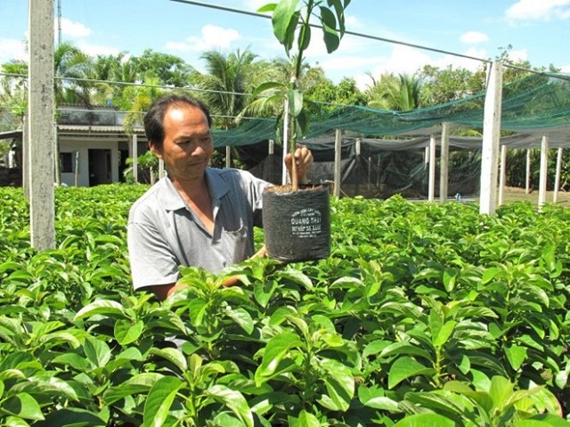 Kỹ thuật trồng bơ sáp đúng cách, cho trái to và nhiều