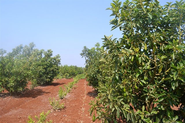 Bơ trái vụ mang đến hiệu quả kinh tế cao cho bà con