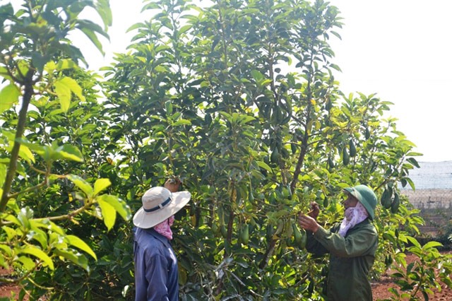 Kỹ thuật trồng bơ trái vụ, cho trái quanh năm