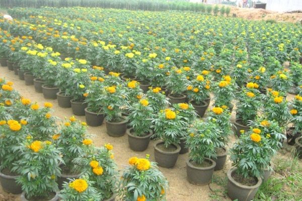 Hướng dẫn kỹ thuật trồng bông vạn thọ tết mới nhất