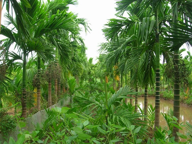 Kĩ thuật trồng cau ăn trầu hiệu quả kinh tế cao