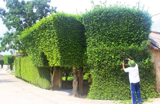 Thường xuyên tỉa tót, tạo dáng cho cây duối