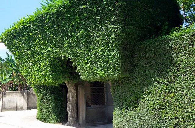 Kỹ thuật trồng cây duối làm hàng rào