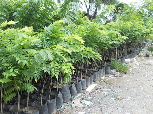 Kỹ thuật trồng Sưa Đỏ và chăm sóc cây