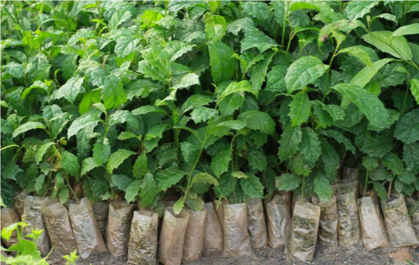 Kỹ thuật trồng cây xạ đen và cách chăm sóc đạt dược tính cao