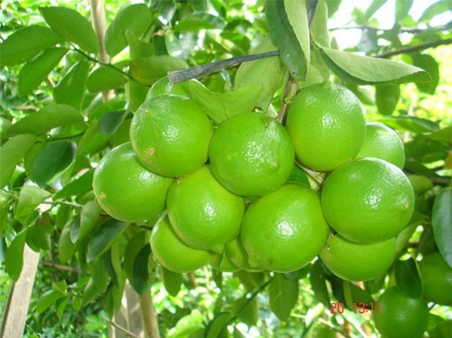 Kỹ thuật trồng chanh không hạt sai trĩu cành quanh năm