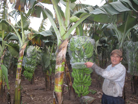 Kỹ thuật trồng chuối tiêu chất lượng, năng suất cao