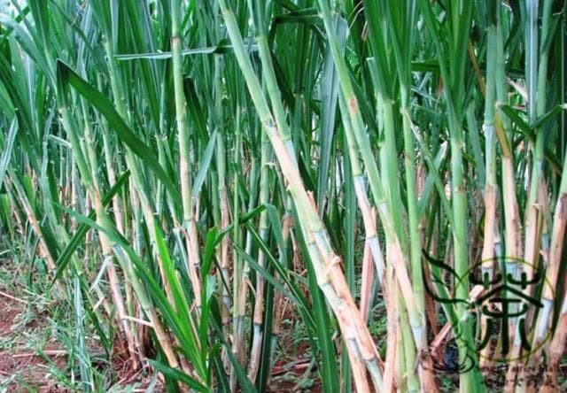 Kỹ thuật trồng cỏ voi đơn giản mà hiệu quả