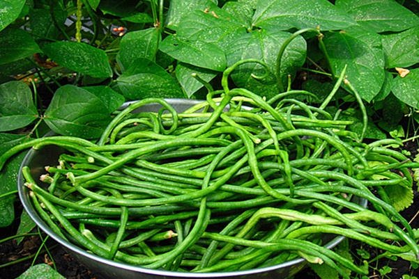 Kỹ thuật trồng đậu cô ve chuẩn nhất theo VietGap