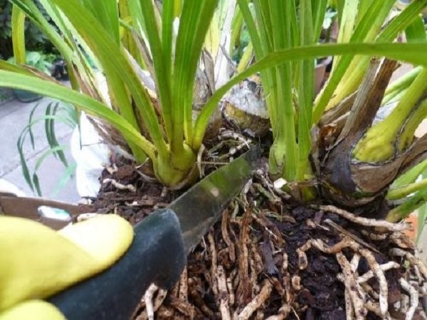 Bước đầu tiên là tách giống từ cây cũ