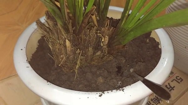 Sau đó tiến hành trồng địa lan ở chậu mới