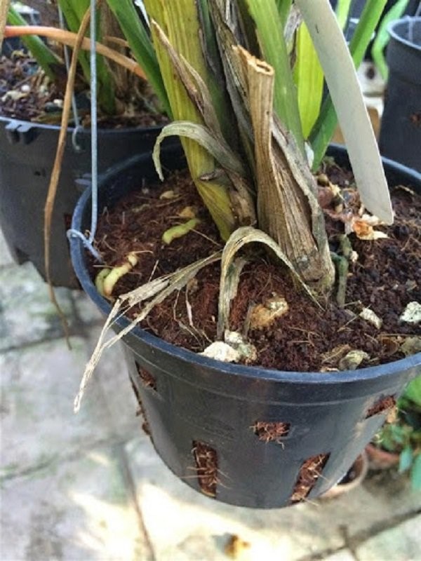 Phủ đất gần khín chậu trồng địa lan