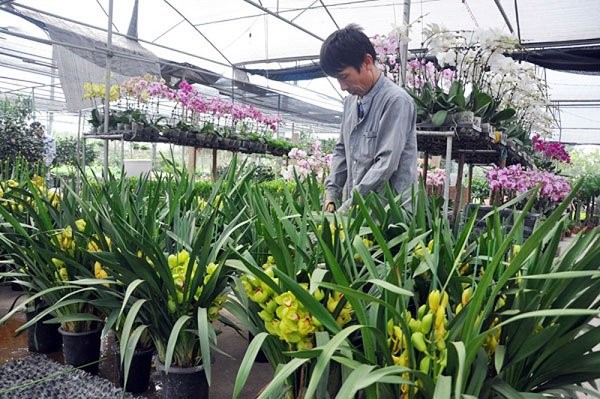 Kỹ thuật trồng địa lan đúng chuẩn, cho cây xanh tốt