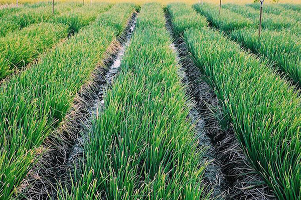 Kỹ Thuật Trồng Hành Lá năng suất nhất cho bà con