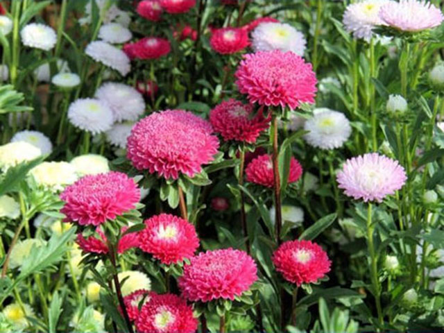 Kỹ Thuật Trồng Hoa Cúc Đà Lạt cho hoa nở rộ quanh năm